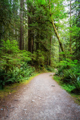 Path in the Green Rain Forest during a summer day. Taken in Skookumchuck Narrows Provincial Park, Sunshine Coast, British Columbia, Canada.