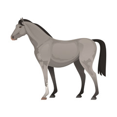 Vector illustration of gray thoroughbred horse. Horse racing.
