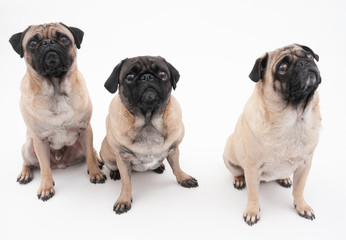 Three Isolated Pugs on a White Background