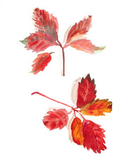autumn herbarium,red autumn parthenocissus quinquefolia leaves on a white background, watercolor pattern, botanical sketch