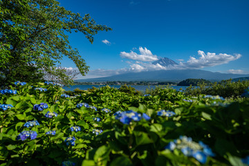 富士山と額紫陽花