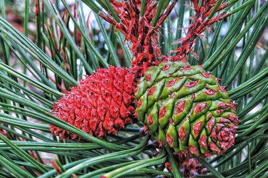 Red Pine Cones