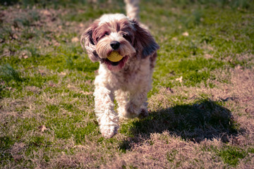 Dog with Ball
