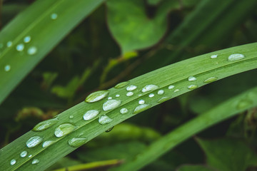 葉のクローズアップ
