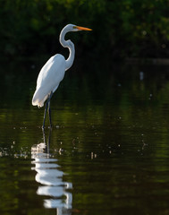 Core Creek Egret