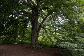 Fototapeta premium trees in the forest