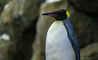 Penguin standing on rocks in natural habitat