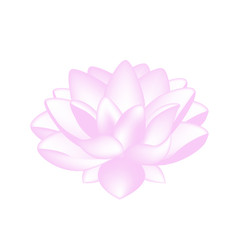 isolate lotus flower nature vector for design 