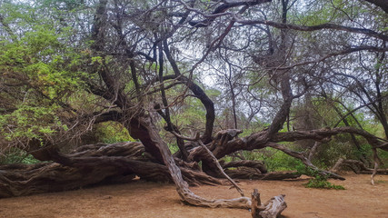 Fototapeta na wymiar old tree in the woods