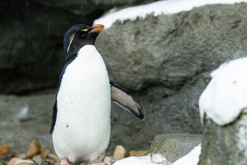 Penguin standing on rocks in natural habitat