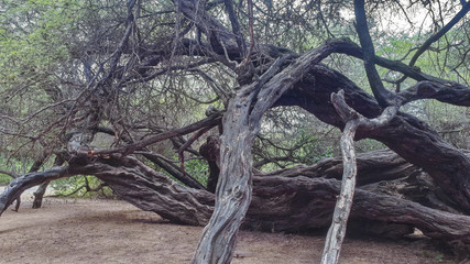 old tree in the woods