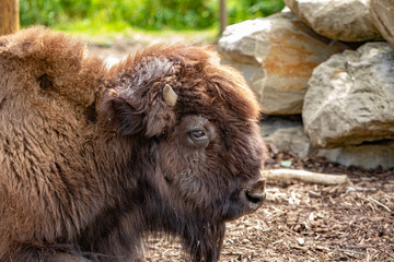 Fototapeta na wymiar American bison buffalo head closeup
