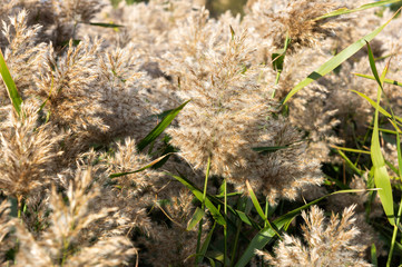 Close-up of a Phragmites Australis reed. Hairs, leaves, and stems of the common wetland grass.