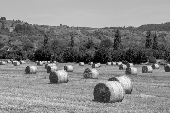 straw bales on the field in monochrome colors