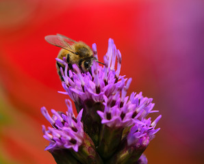 Close up of bee pollination on pink flower with soft background