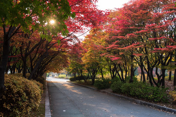 Naklejka premium Colourful maple leaves on tree in autumn valley with sunbeam and nobody in the park