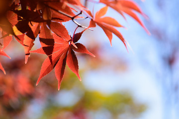 Red male leaves on branch against blue sky for autumn background