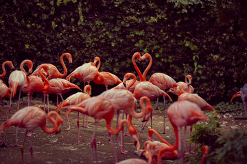 フラミンゴのハートマーク