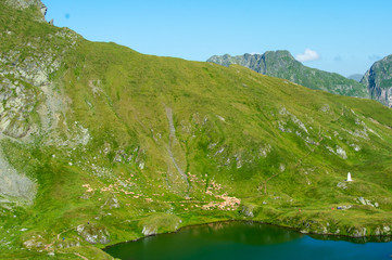 a flock of sheep near a mountain lake