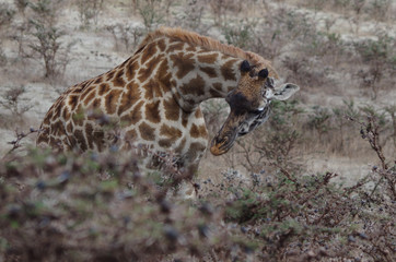 Feeding giraffe