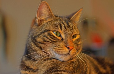 close up portrait of a cat