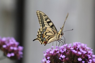 butterfly on thistle