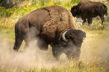 Grumpy Bison during the rut