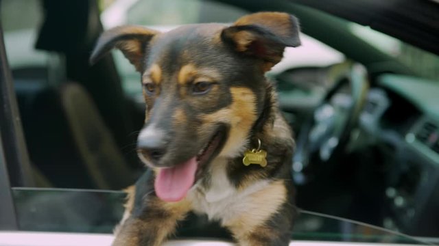 Adorable Happy Puppy Panting Front Seat of Car Good Boy