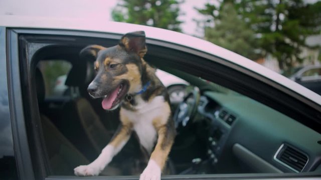 Adorable Happy Puppy Front Seat of Car Passanger Good Boy