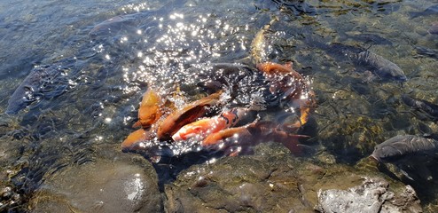 A flock of carp in a pond in Suizenji Park, Japan.