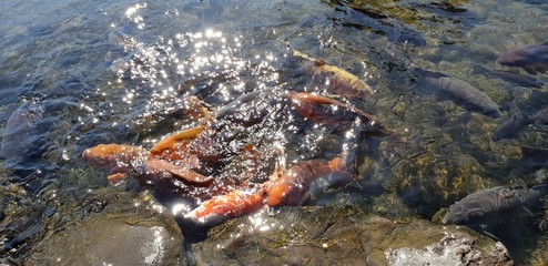 A flock of carp in a pond in Suizenji Park, Japan.