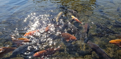 A flock of carp in a pond in Suizenji Park, Japan.