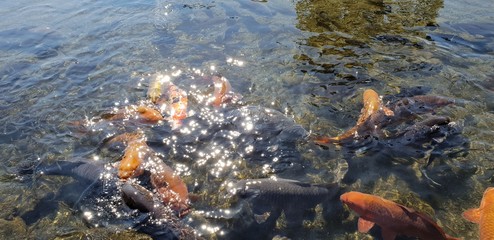 Fototapeta na wymiar A flock of carp in a pond in Suizenji Park, Japan.