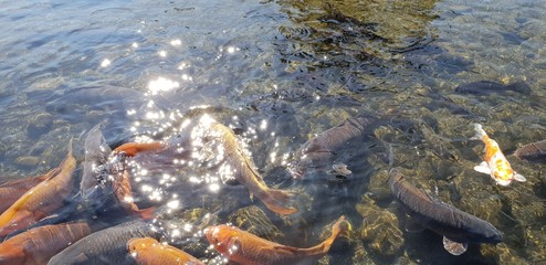 A flock of carp in a pond in Suizenji Park, Japan.