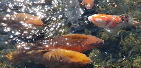 A flock of carp in a pond in Suizenji Park, Japan.