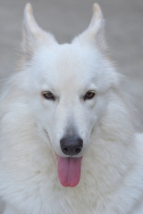 Obraz na płótnie Canvas Head shot of White Swiss Shepherd Dog