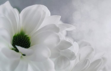 Extreme close up of white and green holland daisies on a soft white and silver bokeh background