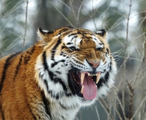 Close up portrait of an angry looking roaring siberian tiger a forest in winter on background