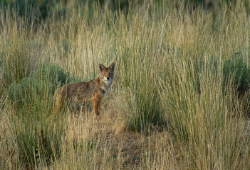 Naklejka na ściany i meble Coyote on the prowl