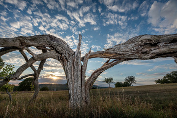 Fototapeta premium old broken tree in the evening at sunset.