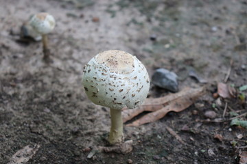 white mushroom grew from the ground.