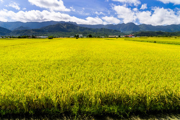 Obraz premium A large area of rice fields with mountains background under the blue sky in Hualien, Taiwan.