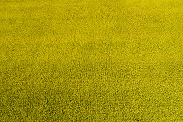 A large area of rice crop field as a background. - obrazy, fototapety, plakaty