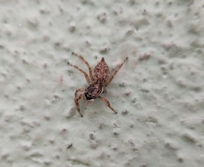 spider on the wall