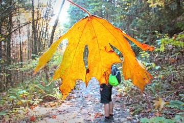 Beautiful autumn / fall day in Squamish. Huge orange leaf covering the male hiker with backpack in the forest / woods on Sigurd Creek trail.