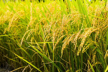 Rice crop soon to be harvest in the paddy field of Taiwan.
