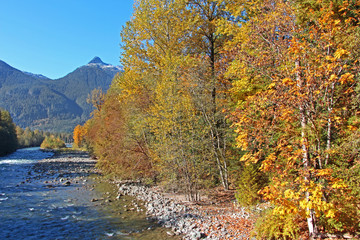 Beautiful autumn / fall day in Squamish valley. The view on Squamish river surrounded by colorful trees. Orange and yellow foliage, mountains with blue sky in the background.