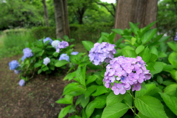 初夏の公園に咲く紫陽花