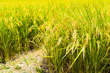 Rice crop soon to be harvest in the paddy field of Taiwan.