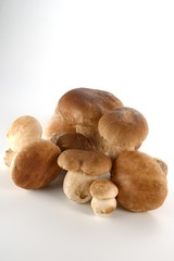 Cogumelos Funghi Porcini